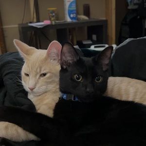 Meet your Posher, Paige